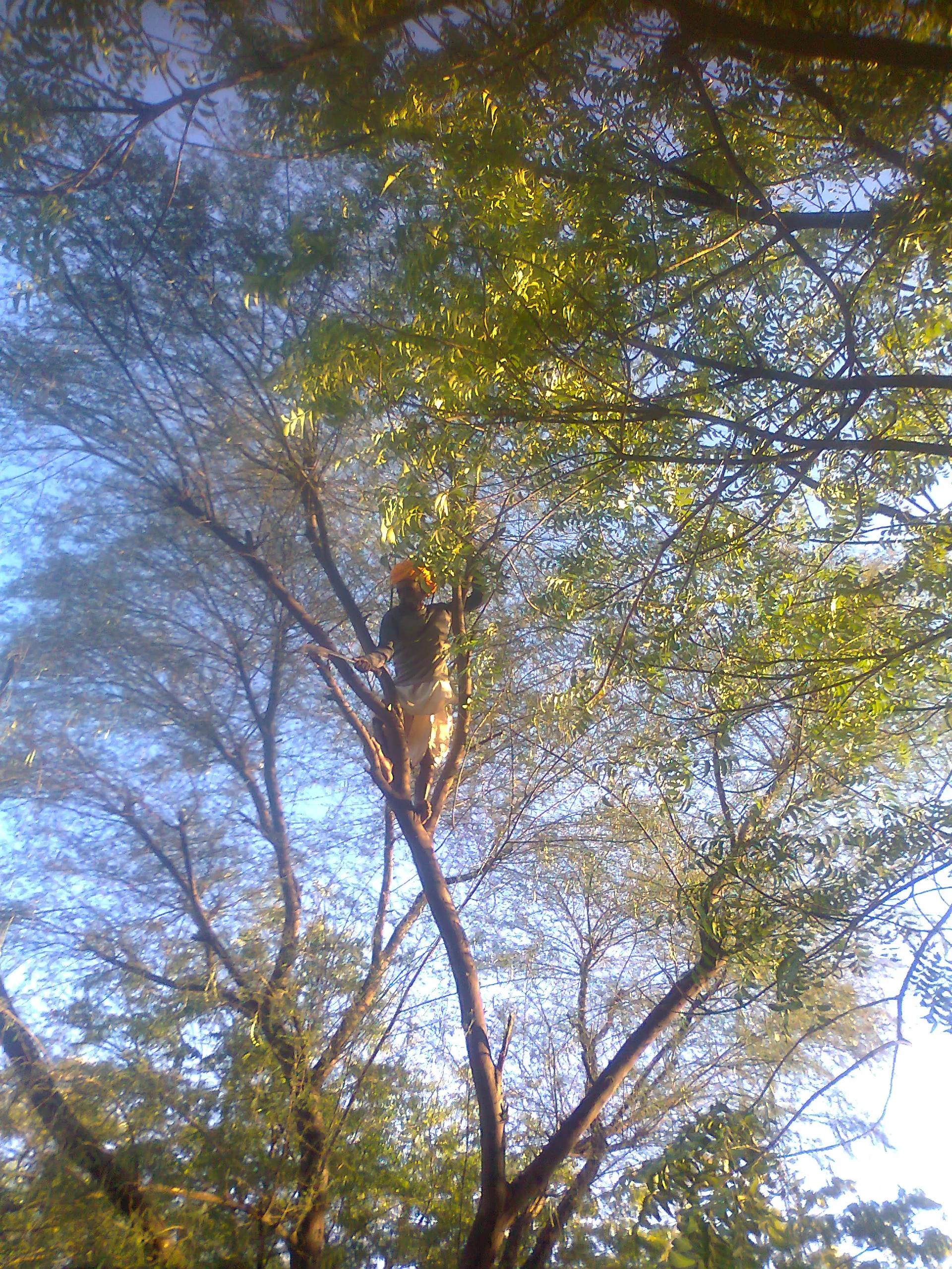 neems get cut every 3 years